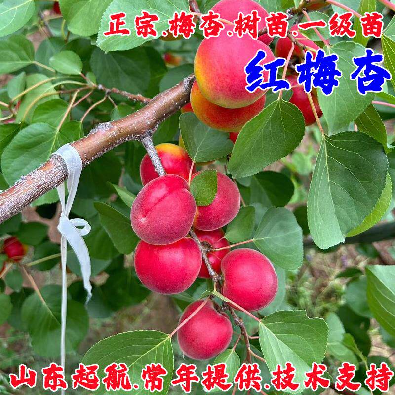 红梅杏树苗嫁接梅杏苗庭院果树苗图片