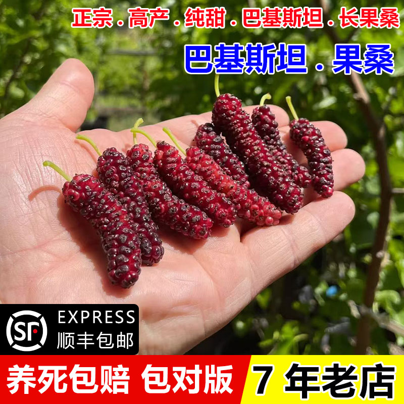 新品种桑葚苗甜果巴基斯坦