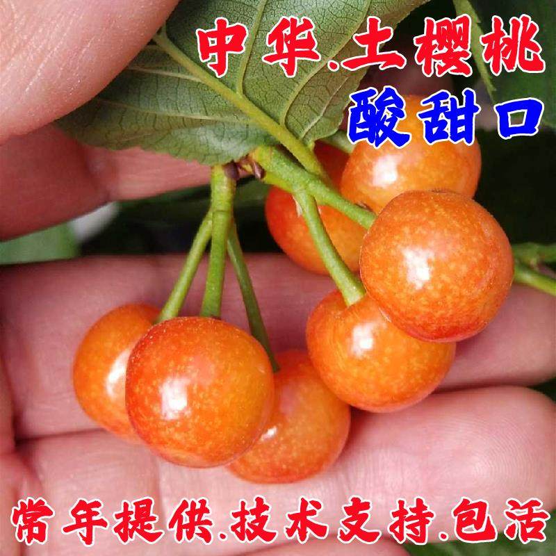 中华土樱桃树苗嫁接矮化黄蜜樱桃树苗酸甜水晶小樱桃苗南北方种植,鲜花速递/花卉仿真/绿植园艺,果树,淘宝优惠券,粉丝福利购,淘宝优惠卷