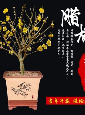 梅花盆栽老桩红腊景树苗卉耐寒