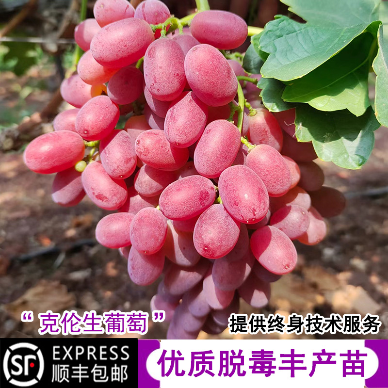 无籽红提克伦生葡萄苗爬藤葡萄树