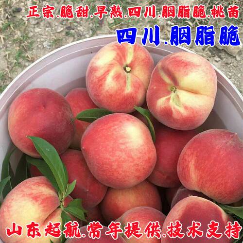 嫁接桃树苗早熟脆甜南北可种果苗