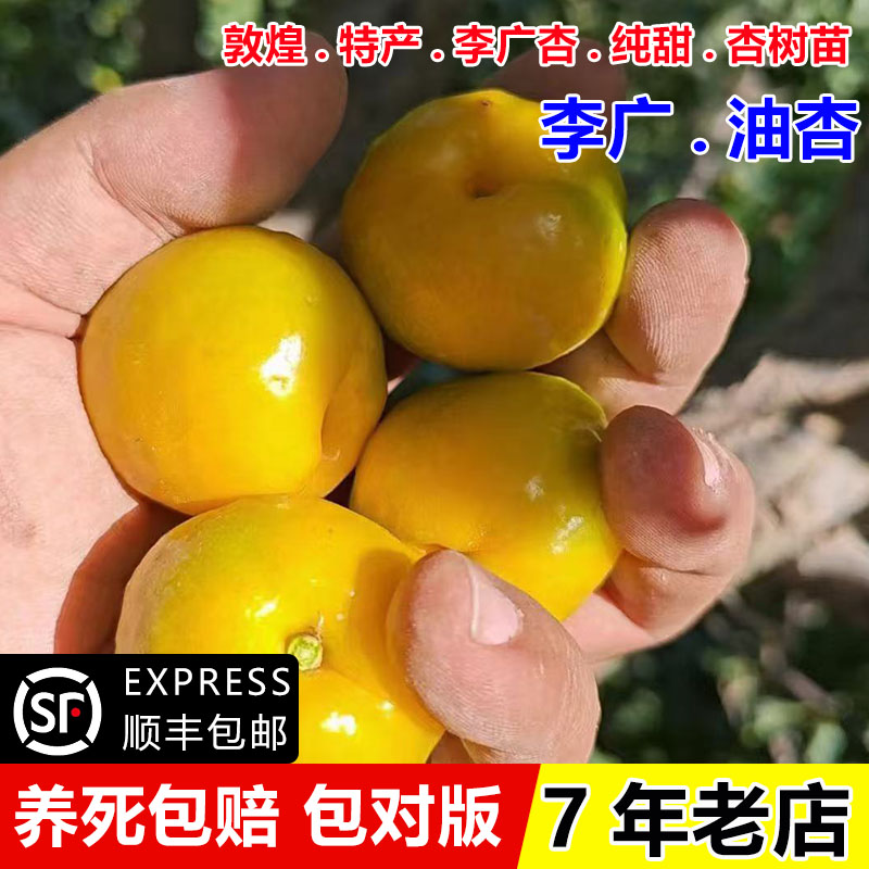 甘肃敦煌油杏树苗嫁接油杏树盆栽