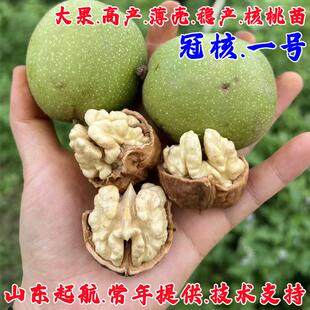 嫁接特大纸皮核桃树果苗坚果核桃树南北方四季种植结果耐寒果树苗