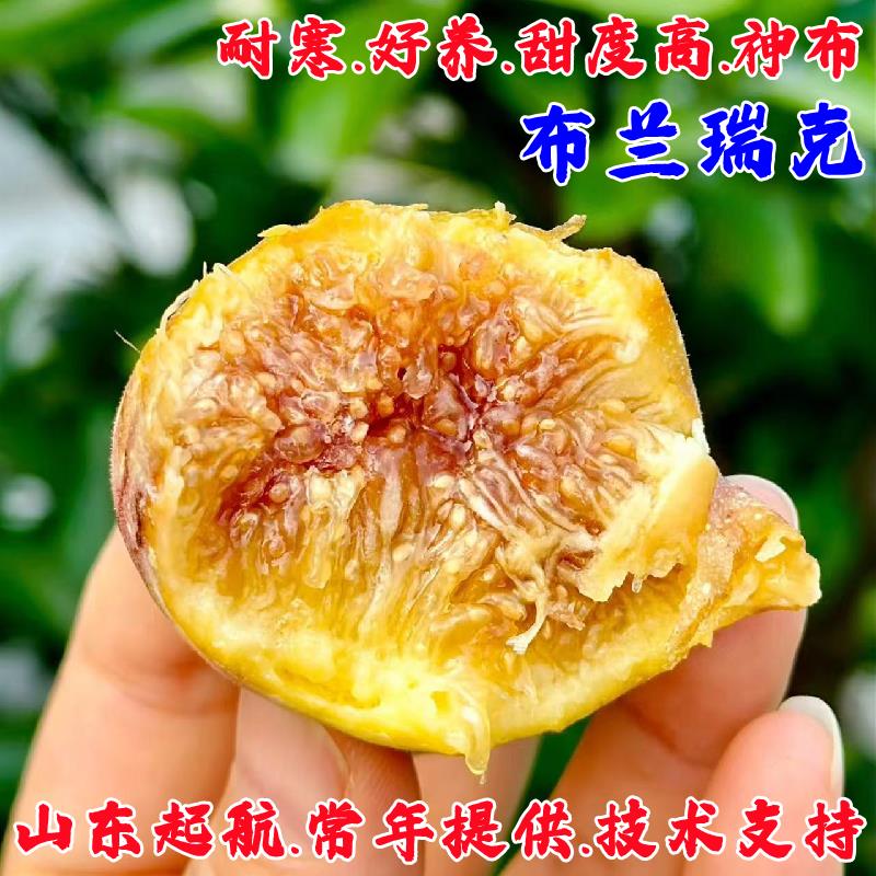耐寒无花果树苗盆栽阳台地栽特大糖心布兰瑞克无花果苗南北方种植