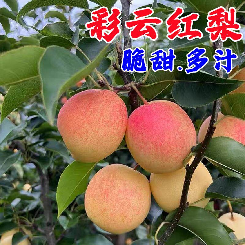 嫁接云南彩云红梨树苗盆栽耐寒梨树庭院地栽南北方四季种植结果苗