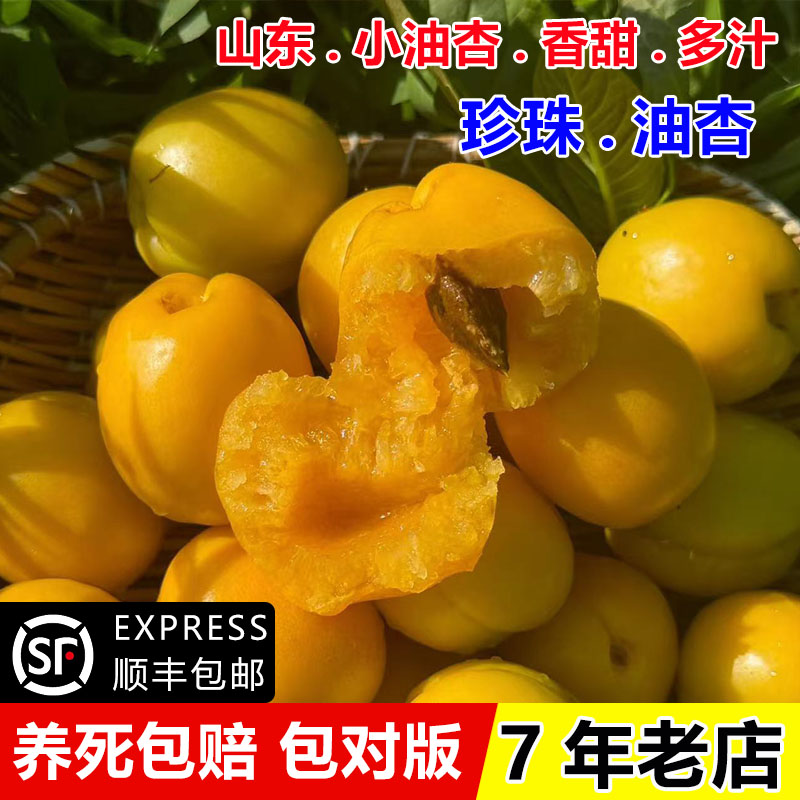 山东珍珠油杏树果苗嫁接果树苗