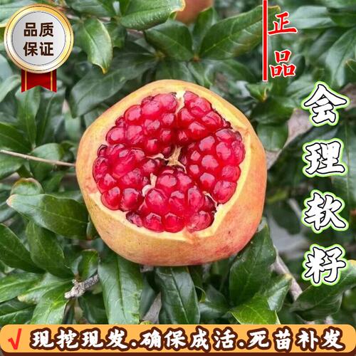 四川会理软籽石榴树苗盆栽果树苗