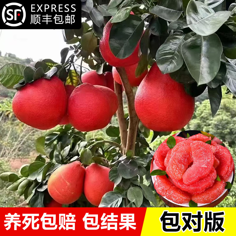 柚子树苗大泰国暹罗红三蜜柚果树