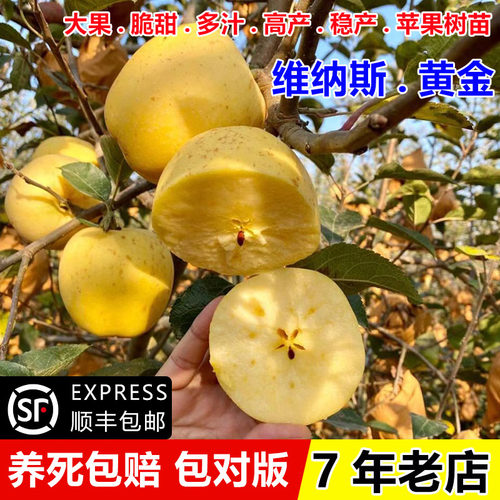 山东烟台维纳斯黄金苹果苗