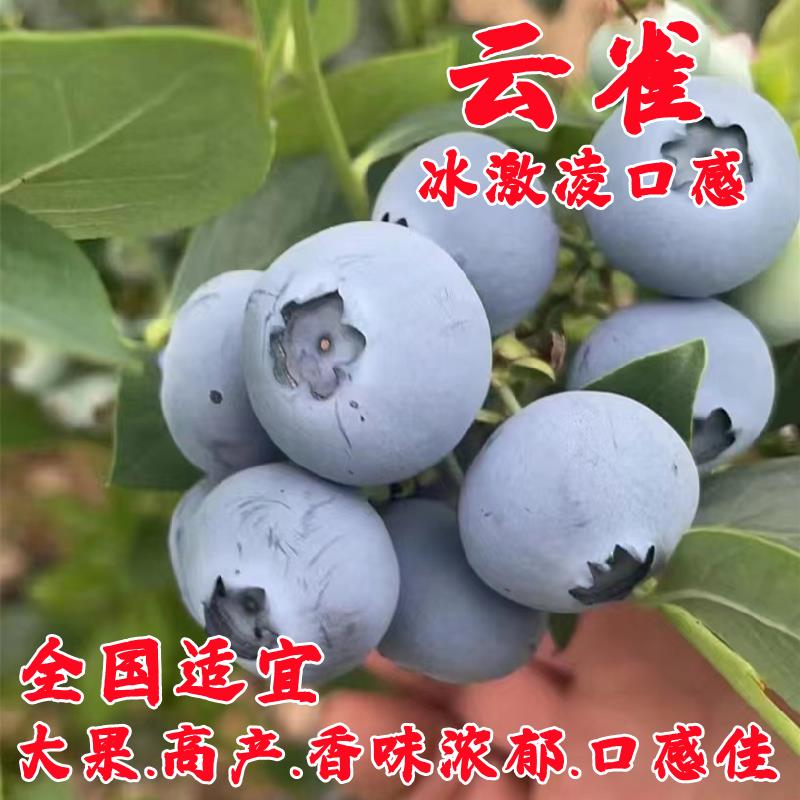 早熟蓝莓树果苗带土云雀蓝莓苗盆栽地栽南方北方四季种植耐寒果树