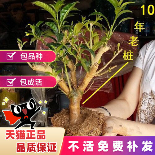 夜来香树苗盆栽花四季耐寒开花