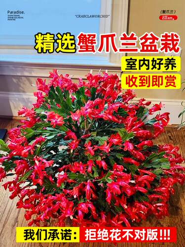 蟹爪兰盆栽带花苞多肉绿植物花卉