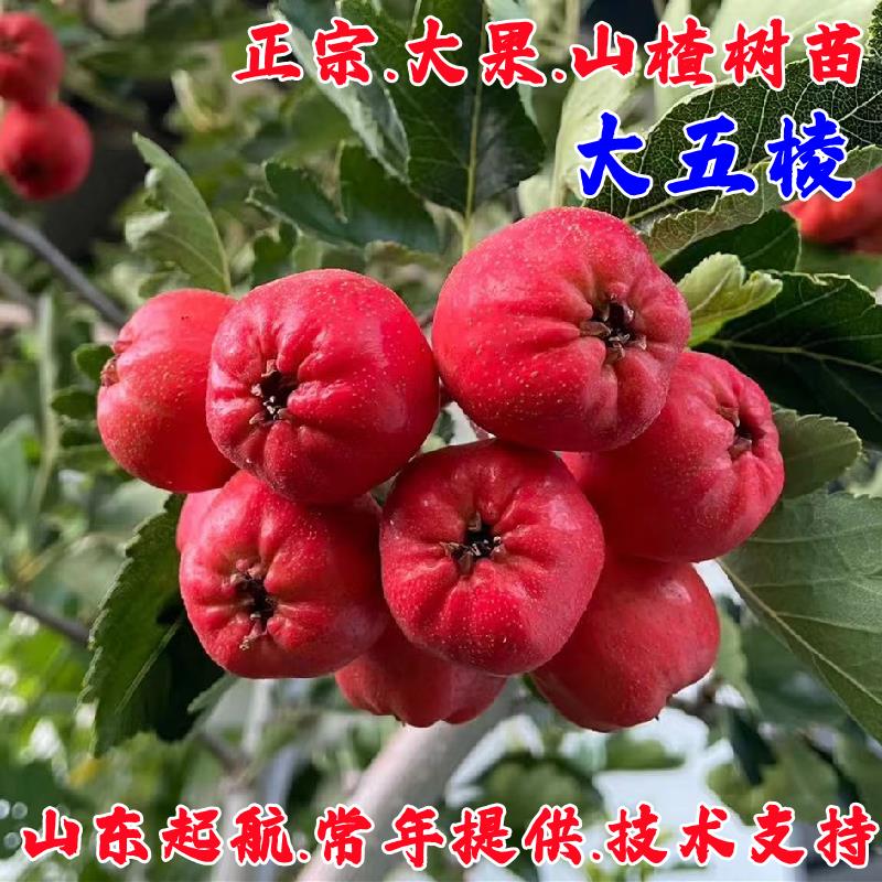 山楂树活苗嫁接大五棱山楂苗盆栽庭院地栽南北方种植当年结果树苗