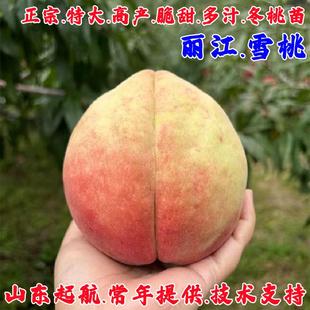 冬桃树苗嫁接晚熟特大雪桃苗冬雪蜜桃树南北方四季种植当年结果苗