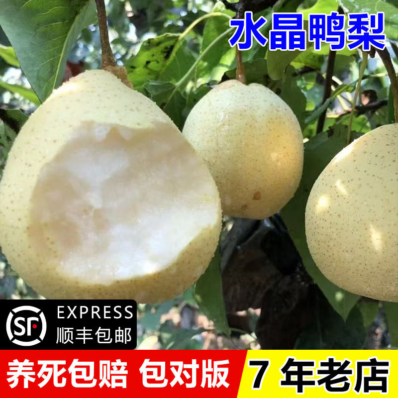 老品种河北水晶鸭梨树苗脆甜大白梨果树南北方四季种植当年结果苗