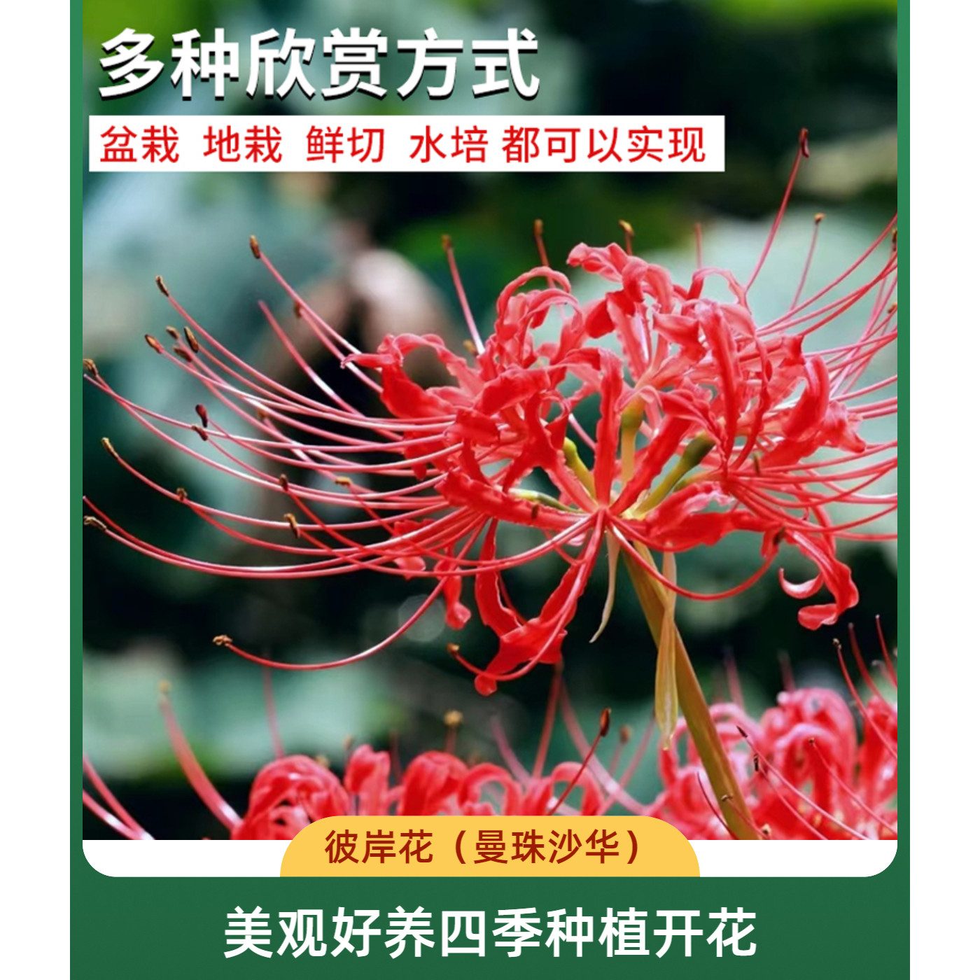 彼岸花种球曼珠沙华盆栽红花换锦石蒜大种球阳台花卉四季种植开花