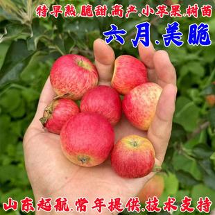 嫁接早熟苹果树苗樱桃小苹果树庭院矮化盆栽南北方四季种植结果苗