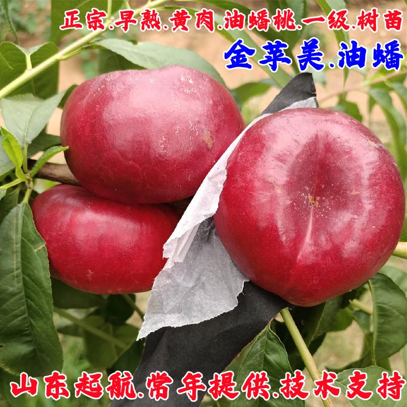 嫁接桃子树苗黄金蟠桃早熟