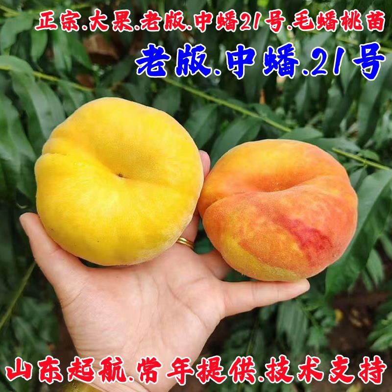 嫁接黄金蟠桃树果苗老版蟠桃苗