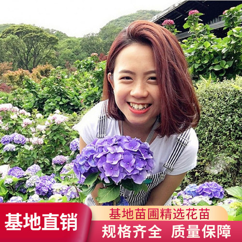 云南基地直发 绣球花苗老桩 四季花卉