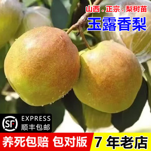 嫁接山西玉露香梨树苗庭院盆栽地栽特大酥梨苗南北方四季 种植果苗