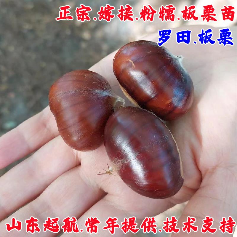 罗田嫁接大果板栗树苗南北可种