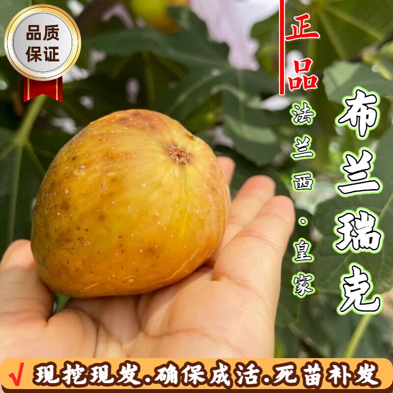 耐寒无花果树苗阳台盆栽法兰西皇家布兰瑞克无花果树苗南北方种植