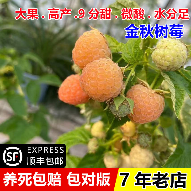 双季黄树莓苗金秋果野生果树苗