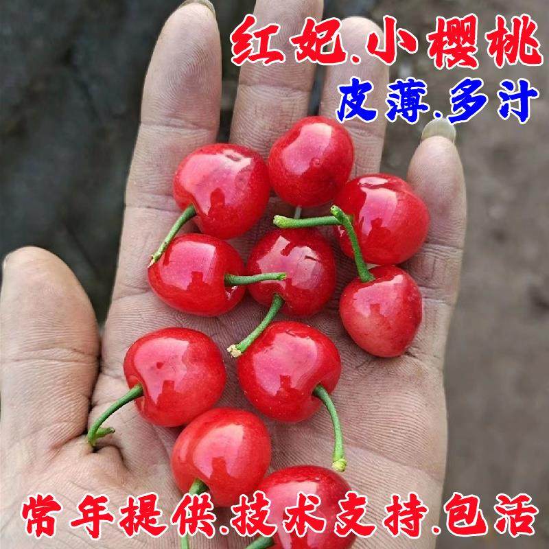 红妃樱桃苗嫁接中华土樱桃树苗盆栽庭院中国小樱桃南北方种植果树,鲜花速递/花卉仿真/绿植园艺,果树,淘宝优惠券,粉丝福利购,淘宝优惠卷