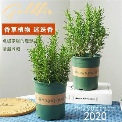 迷迭香植物盆栽香草可食用植物盆栽阳台桌面净化空气提神北京发货