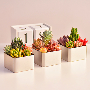 速发多肉组合盆栽办公室内桌面好养台花卉植物爱植铁皮盒可绿摆件