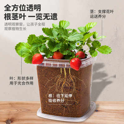 速发种植小盆栽幼儿园自种迷你绿植罐头杯儿童小番茄花农草莓植物