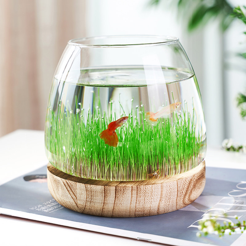 速发培花态微璃透明插花生瓶瓶玻景观创意鱼缸装饰摆件