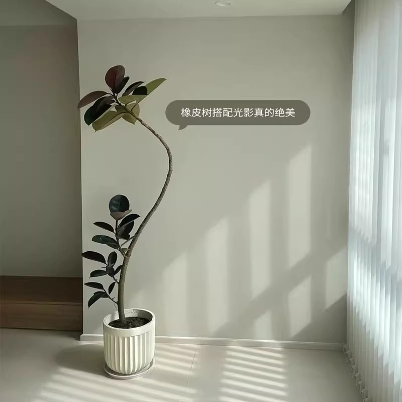 速发树绿植树禅意室内大型落地盆仿假装店栽生服绿植装饰