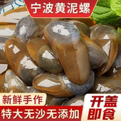 胖子宁波黄泥螺即食罐装 特大无沙生腌制海鲜下酒菜舟山8A醉泥螺皇