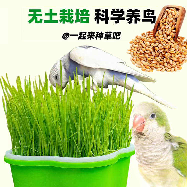 鹦鹉专用鸟草饲料发芽鸟草盒混合粮食用草发芽粮玄风牡丹虎皮鸟粮,宠物/宠物食品及用品,鸟玩具,淘宝优惠券,粉丝福利购,淘宝优惠卷