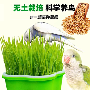 鹦鹉专用鸟草饲料发芽鸟草盒混合粮食用草发芽粮玄风牡丹虎皮鸟粮
