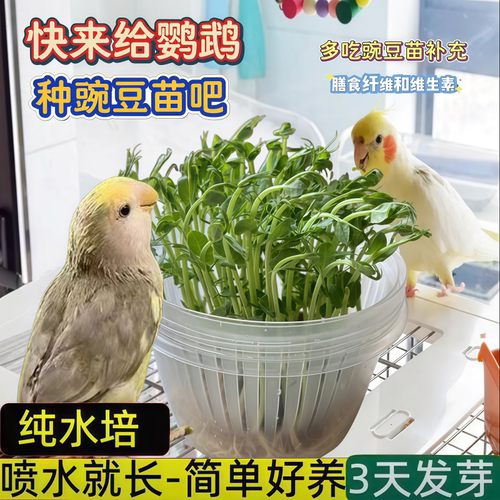 鹦鹉水培豌豆苗饲料天然蔬菜