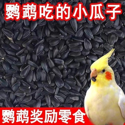 油葵黑珍珠小瓜子鹦鹉鸟食仓鼠粮