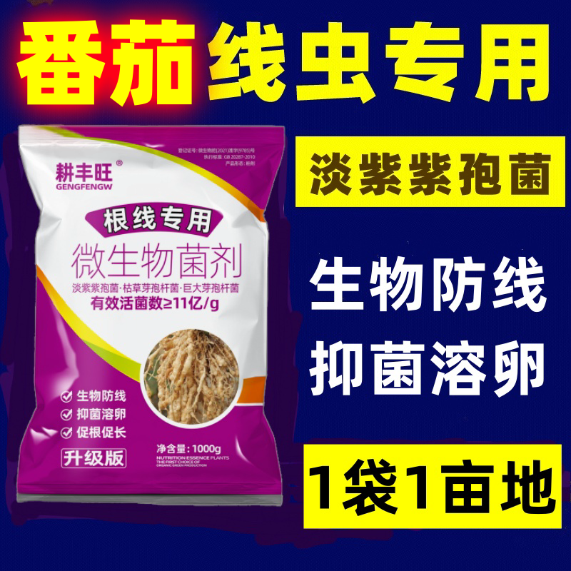 番茄根结线虫专用药淡紫拟青霉菌