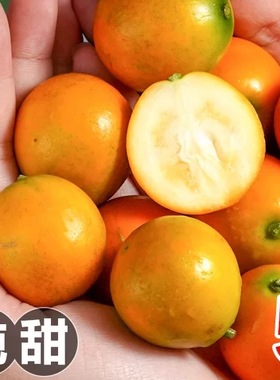 广西融安脆皮金桔10斤新鲜桔子当季现摘水果纯甜蜜小金柑桔整箱