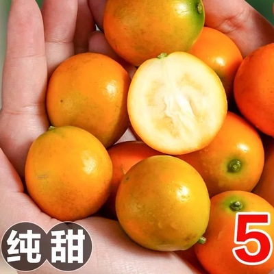 广西融安脆皮金桔10斤新鲜桔子当季现摘水果纯甜蜜小金柑桔整箱