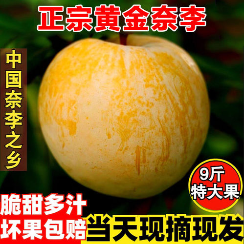 现货5斤精品黄金奈李新鲜当季李子水果脱骨油奈老树大果包邮10