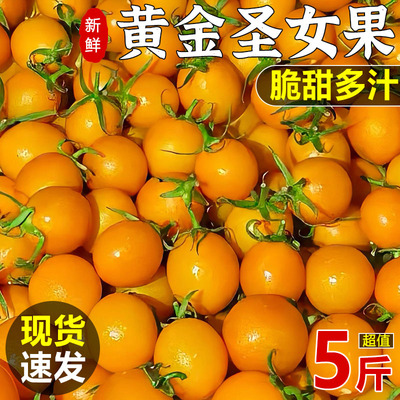 圣女果樱桃千禧小番茄