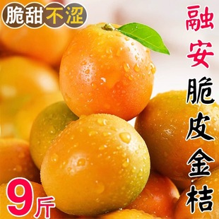 包邮 2025融安金桔5斤小金桔广西新鲜应季 现摘水果皮薄小蜜桔纯甜