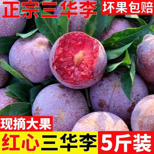 正宗三华李新鲜水果红心李子当季酸甜脆李孕妇水果特级果产地直发