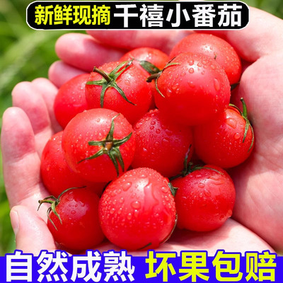 千禧果小番茄5斤圣女果新鲜现摘西红柿水果自然熟樱桃超甜籽