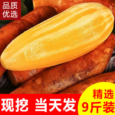 云南天山雪莲果新鲜水果9斤当季现挖脆甜红心雪连果时令大果整箱