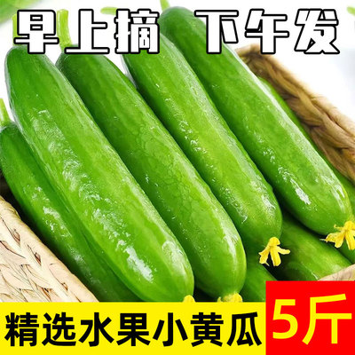 荷兰小黄瓜新鲜水果 生吃蔬菜沙拉青瓜土旱非海阳白玉10带箱5斤